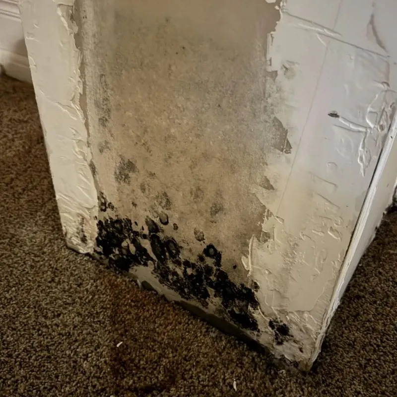 Professional Mold Removal in Blackhawk, CA
